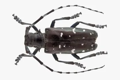 Asian Long-horned Beetle
