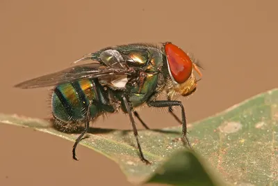 Bottle Fly