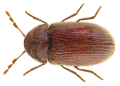 Drugstore Beetle