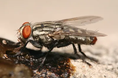Flesh Fly