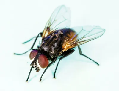 House Fly