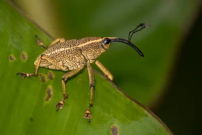 Wood-boring Weevil
